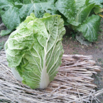 菜園内で　収穫した野菜です