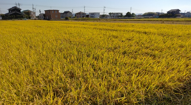 お米、風景